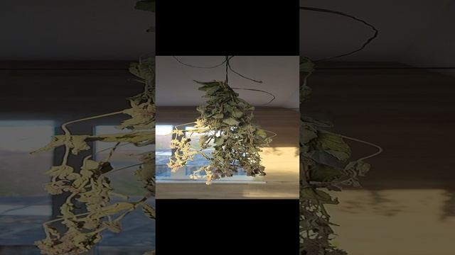 КАК Я СУШУ ТРАВЫ ДЛЯ ЧАЯ? смотреть онлайн