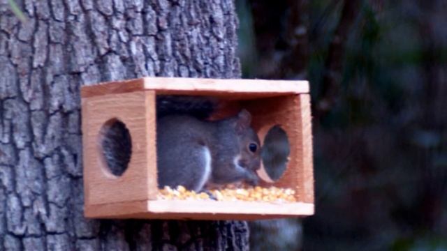Squirrel Feeder With Window, Hand Made/Crafted, Cedar Wood, New! смотреть онлайн