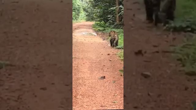 Jaguars in South America,Guyana смотреть онлайн