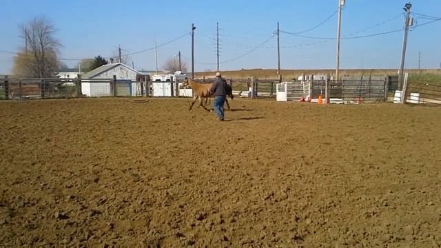 2013 AQHA buckskin gelding by Macs Good N Plenty смотреть онлайн