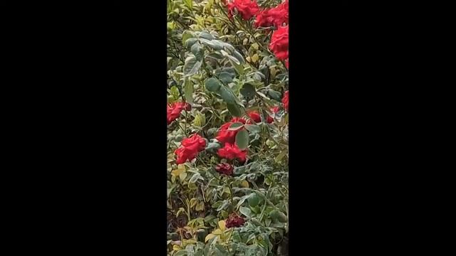 Capture Ultrawide Images on old Android Phones using Google Camera смотреть онлайн