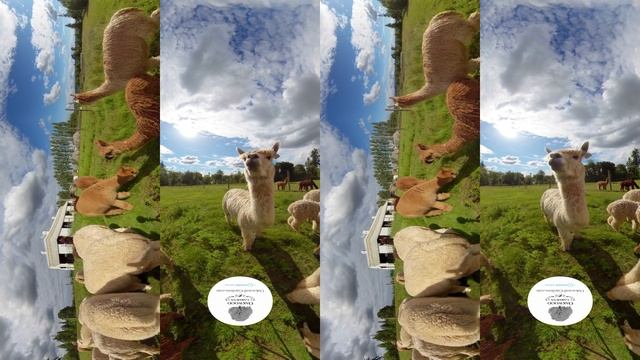 Alpaca Therapy at Oakwood Gardens in Virtual Reality - The Greatest 360 Video in the History of Lif смотреть онлайн