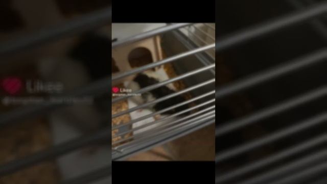 скоро помрёт Боря 2 года ему скорбим 😭 смотреть онлайн