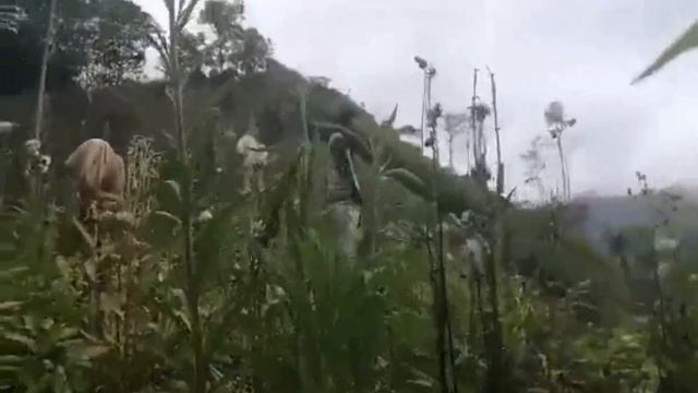 maco mountain🐼 смотреть онлайн
