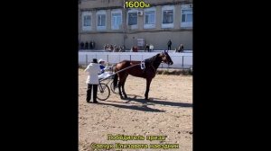 Закрытие бегового сезона 2024#кони #ипподром#бега#скачки#horse