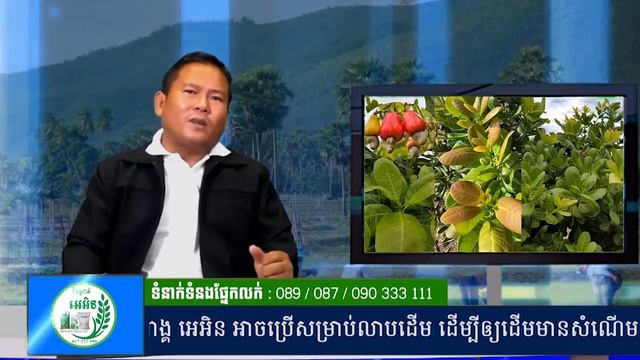 ជីធម្មជាតិ អេអិន | តើមូលហេតុអ្វី បានជាស្វាយចន្ទីមិនចេញត្រួយ? смотреть онлайн