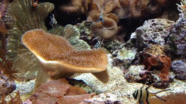 Aquarium - Bildschirmschoner смотреть онлайн