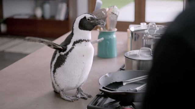 Cute penguin gives Mac security advice - Norton™ Internet Security for Mac® смотреть онлайн