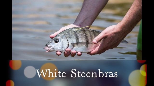 Endangered Species 2024