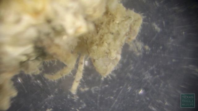 The Science of Saving Baffin Bay смотреть онлайн