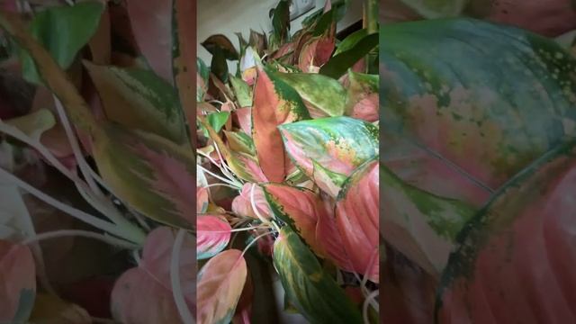 Обзор поставки аглаонем S08 июнь 2024. Часть 2