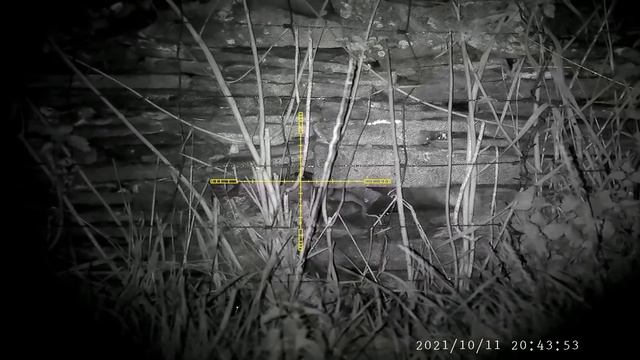 The Great Wall Of Rats. смотреть онлайн