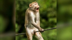 СМЕШНЫЕ ОБЕЗЬЯНКИ - Лучшая подборка видео приколов с ОБЕЗЬЯНКАМИ