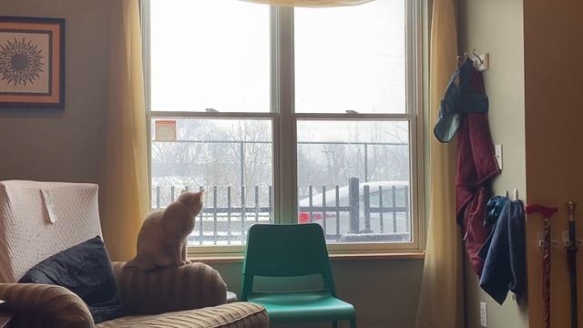 Cat Looks Out Window at Snow смотреть онлайн