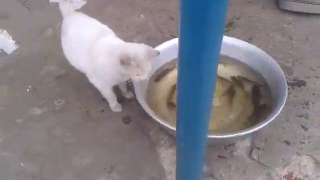 Кот ловит рыбу. Cat Goes Fishing. Cat catches fish. смотреть онлайн