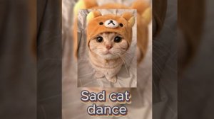 Sad cat dance