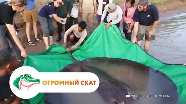 Существа Марианской Впадины, Которые Страшнее Мегалодона смотреть онлайн