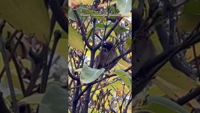 Воробей чешется как кошка смотреть онлайн