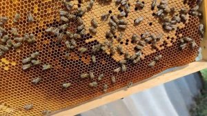 Как выводить пчелиные матки как делать стартер часть 1✅☝️🐝