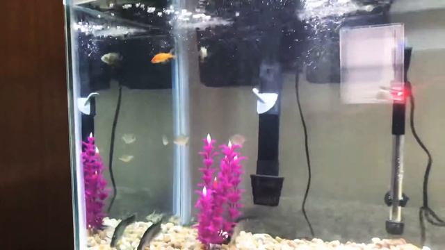 70 Gallon First Predator Tank Aquarium ! Jaguar Cichlids red tail catfish peacock Bass & More! смотреть онлайн