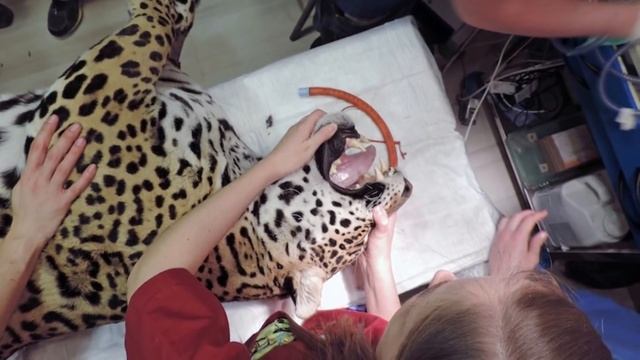 Baby Jaguar Is Miraculously Brought Back To Life, Now He’s Happy With His Human Family смотреть онлайн