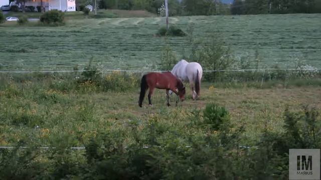 BIRD KILLING HORSE!!! & What to do with the iMac? смотреть онлайн