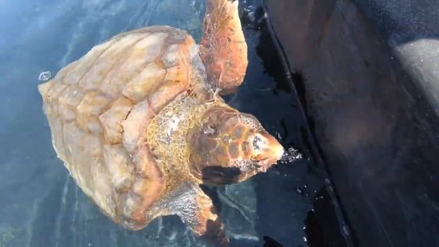 Fuerteventura Schildkröten und Rochen im Hafen von Morro Jable смотреть онлайн
