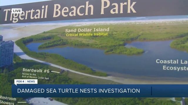 Investigation on Marco Island after Sea Turtle nest gets run over смотреть онлайн