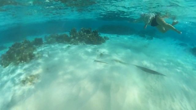 МАЛЬДИВЫ   СКАТ...