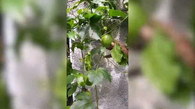 Amazing Passion Fruit and Water Apple Harvesting in Chennai | Tamil | Akilan Garden смотреть онлайн