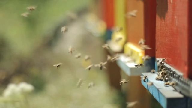 University of Nebraska-Lincoln Bee Lab & Great Plains Master Beekeeping program. смотреть онлайн