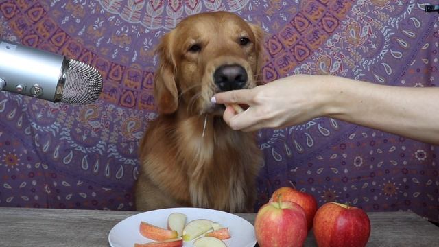 ASMR Dog Enjoys Cronchy Red Apple | ASMRSTAR смотреть онлайн
