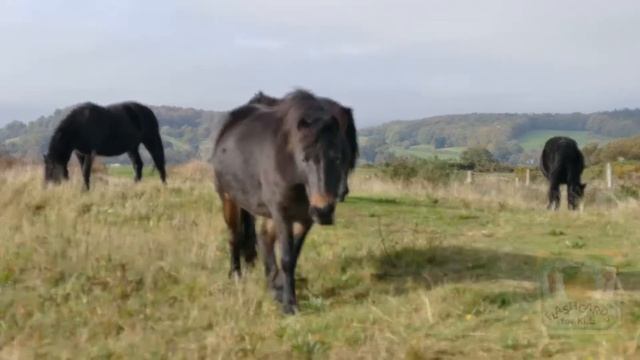 Horses Eating Grass - Farm Animals (Pets Animals) Flashcards For Kids смотреть онлайн