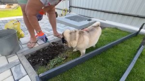 ВЛОГ Моя МАМА не абъюзер !!! Примерка одежды от Любимый ВАСИЛЁК  ! Мама высаживает цветы в грунт !