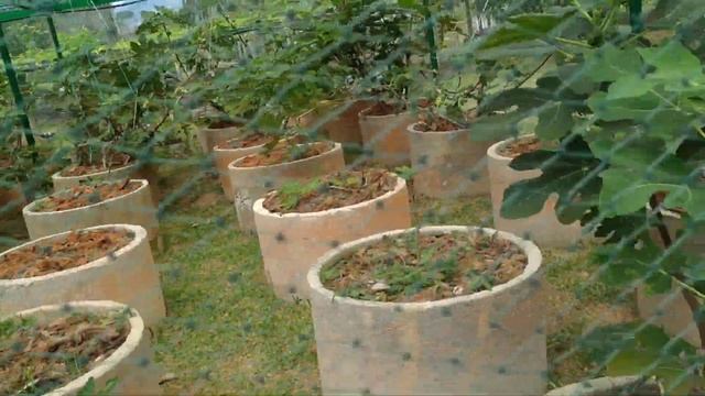 How to grow temperate / subtropical fruits (Apples, Pears, Grapes, Figs) in tropical Malaysia смотреть онлайн
