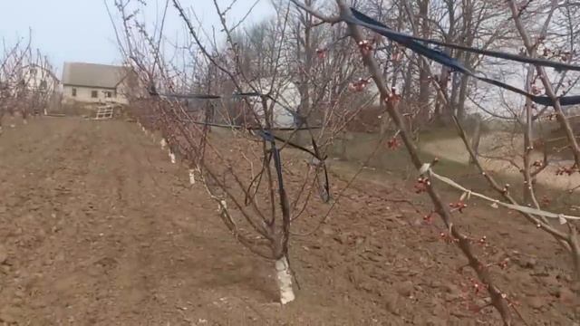 Час обробляти абрикос проти молініозу.video 2024 04 01 13 00 43 смотреть онлайн