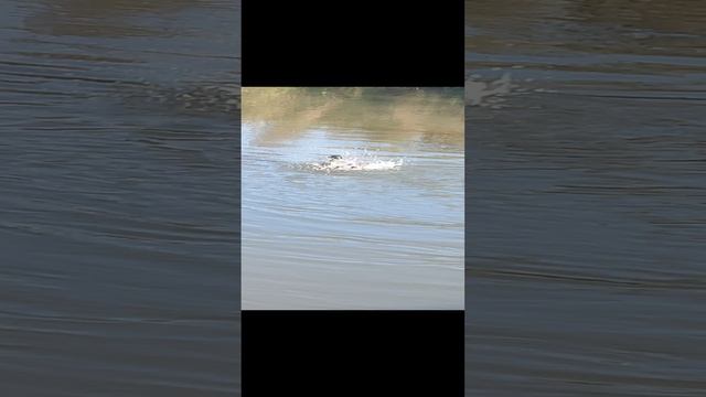 Уточки смотреть онлайн