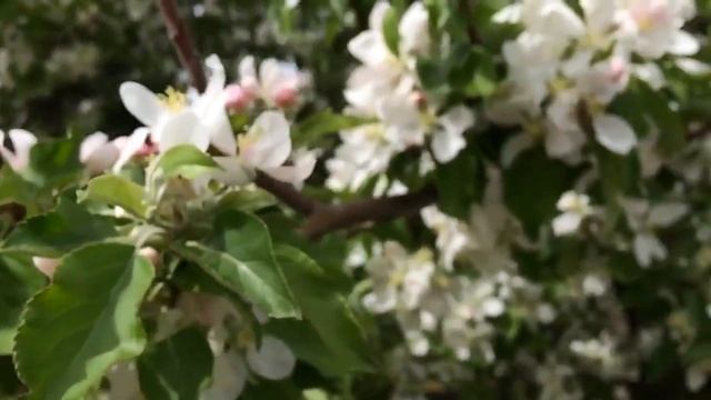 Honey Bees Pollinating Apple Blossoms смотреть онлайн
