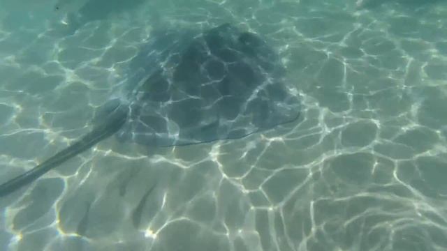 Florida 2016 || GoPro Hero4 Session смотреть онлайн