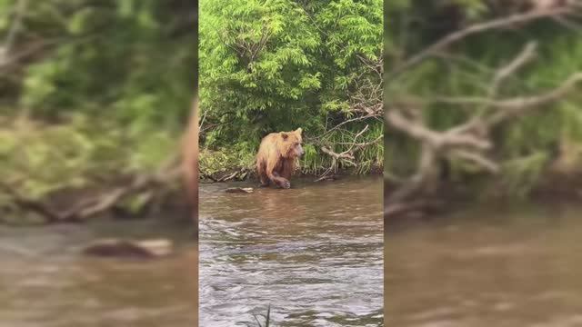 Край сытых медведей! (Камчатка 2024)