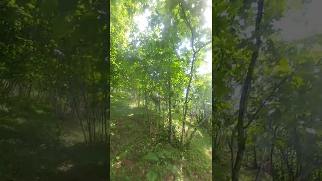 Fındık ilaçlama nasıl yapılır смотреть онлайн