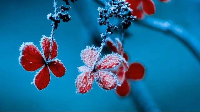 Flowers in the Snow - Free Windows 10 Theme for PC смотреть онлайн