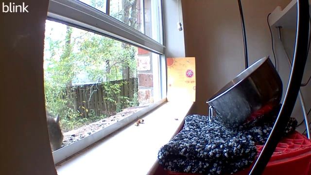What Do Squirrels Do at Open Window? смотреть онлайн
