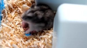 Рождение джунгариков