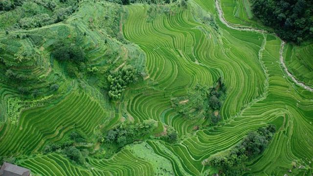 China Paddy Field | MacOS Sonoma Live Wallpaper смотреть онлайн