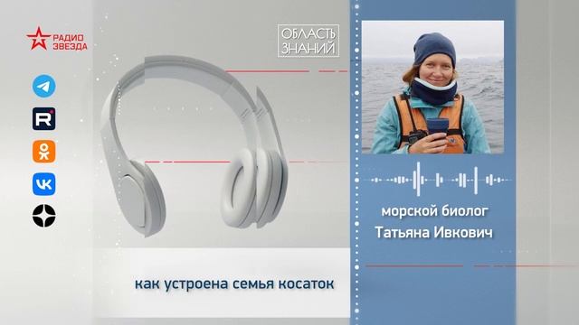 Как устроена семья косаток? Лекция морского биолога Татьяны Ивкович смотреть онлайн