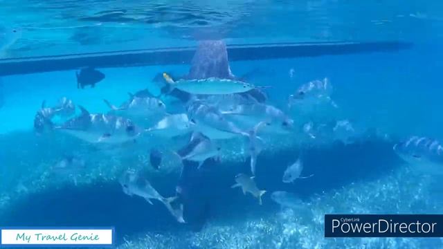 Swimming with Sharks and Rays at Shark Ray Alley смотреть онлайн