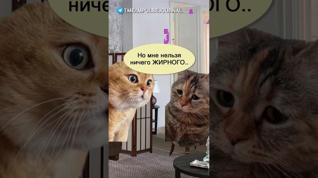 Кекс диета #мыкотики #вмем #разговор #анекдот #шутки #кот #юмор #смешное #прикольно #мемы #cat смотреть онлайн