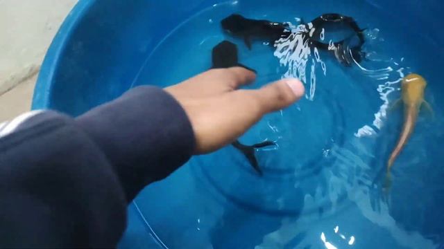 vlog Time Ana Pya Ghar Vapis😳Shark Fish Ne Todd Dita Aquarium😭Raat Nu La Aye New Fish😘 смотреть онлайн