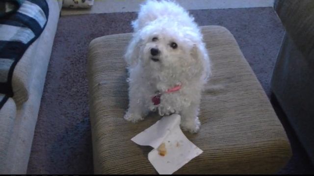 Things My Dog Won't Eat смотреть онлайн